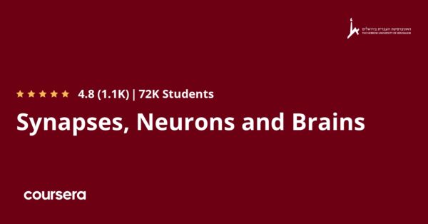Synapses, Neurons and Brains